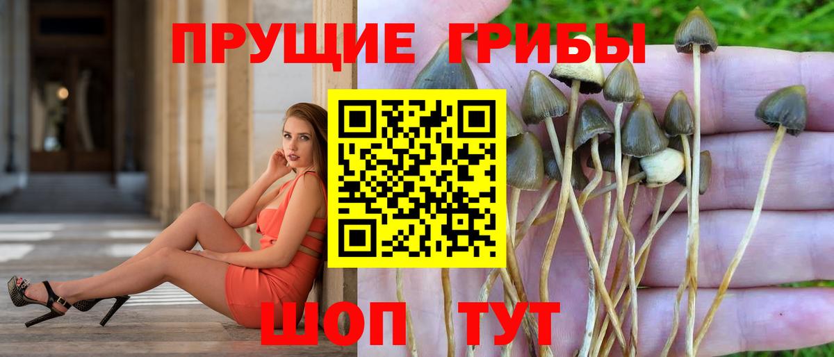 Можайск  Галлюциногенные грибы Psilocybine cubensis  Вход с VPN 